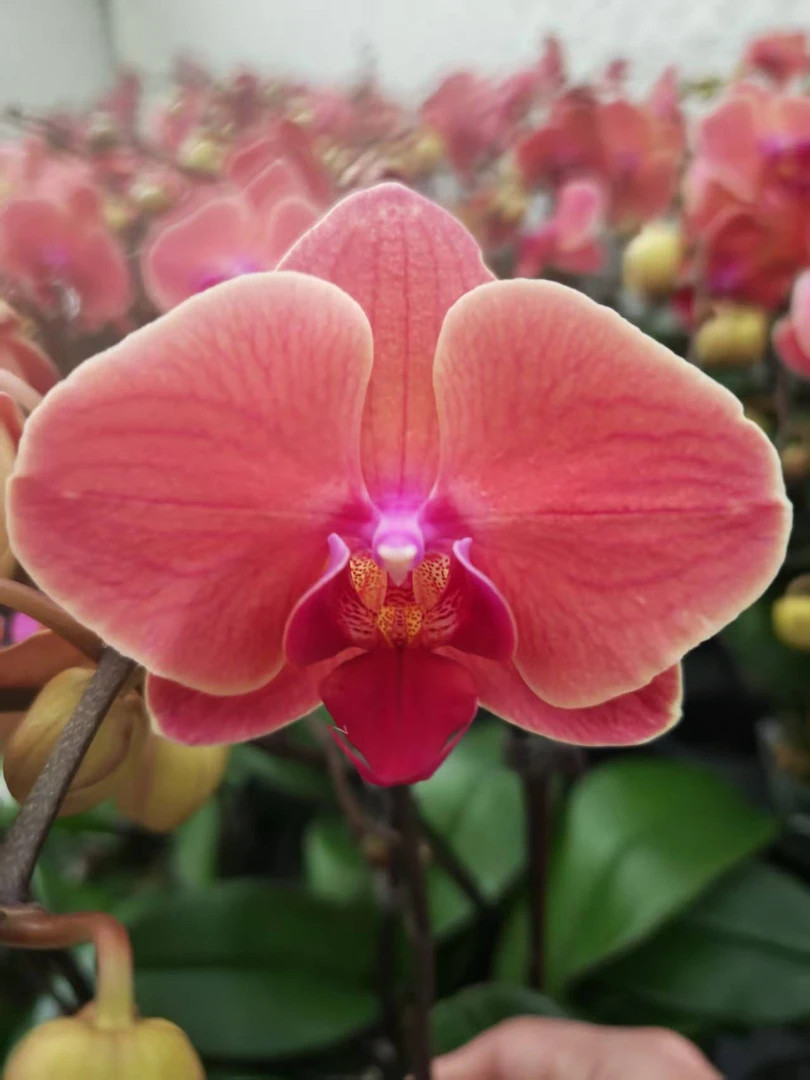 [聚宝才子]蝴蝶兰 中花型 有花带花苞