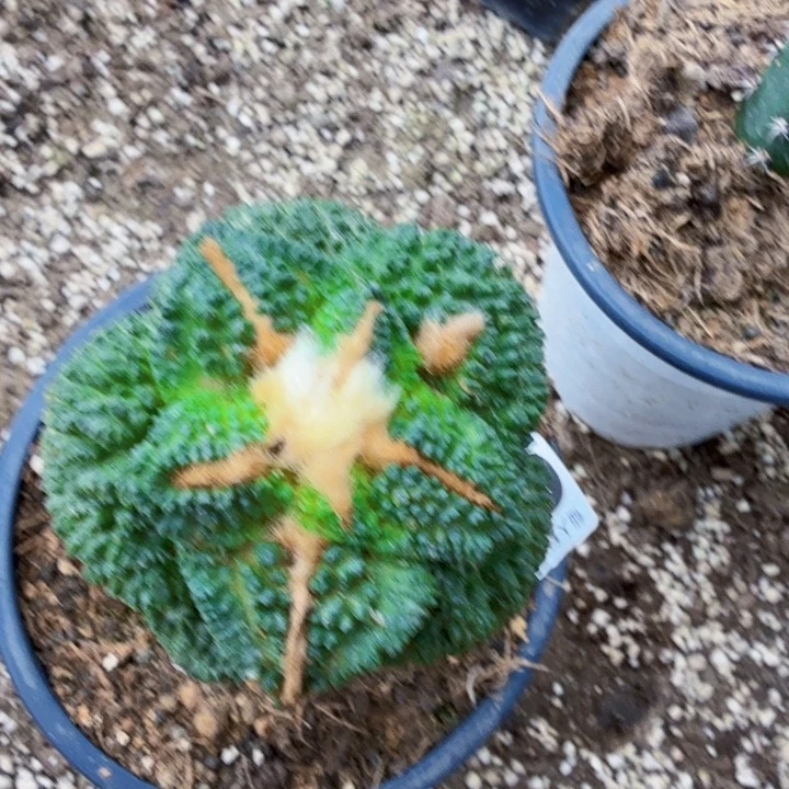 无花朵679金毛大尤龟甲牡丹