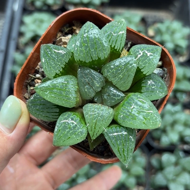 青指姬多肉植物哈哈