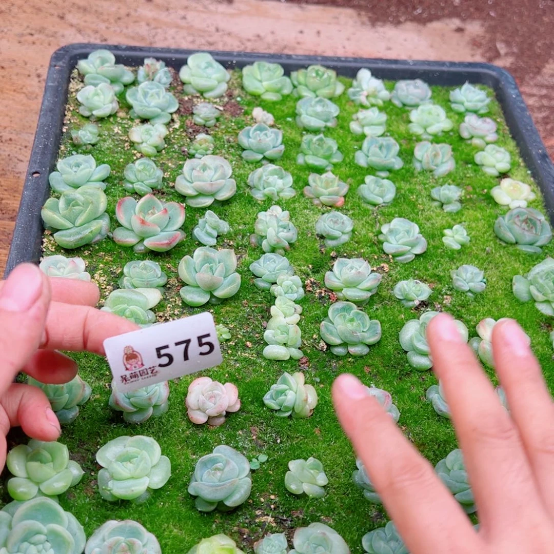 碳***丫多肉植物多肉植物