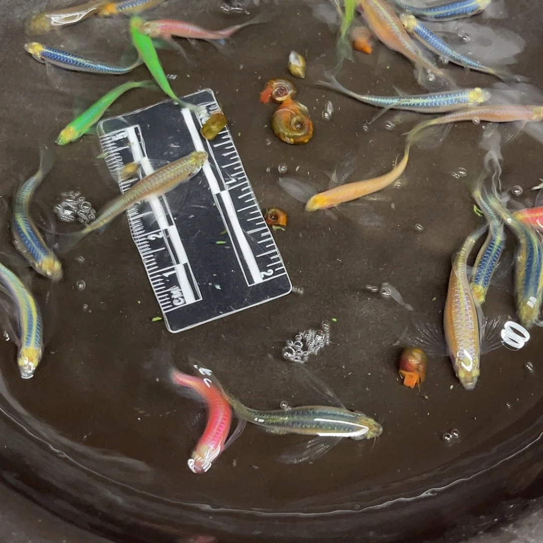 蓝鲨10号哈哈哈哈哈哈