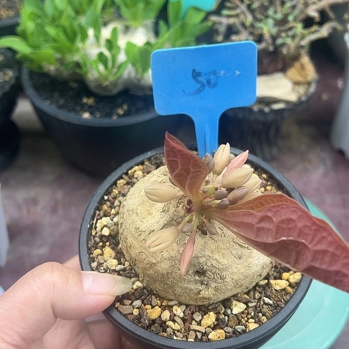 卵叶西番莲产地多肉植物