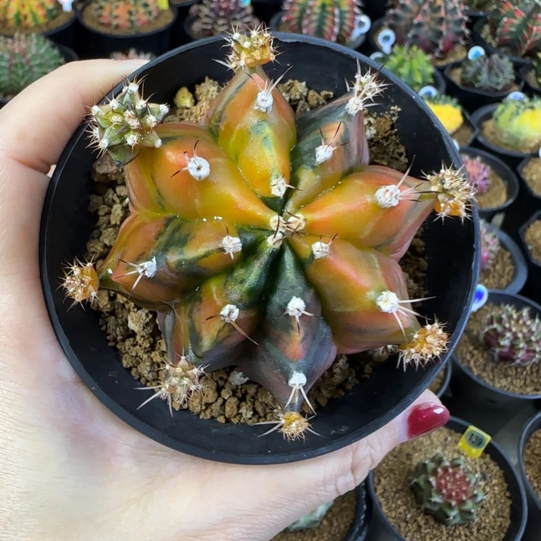 乌贼A，福利价直接拍