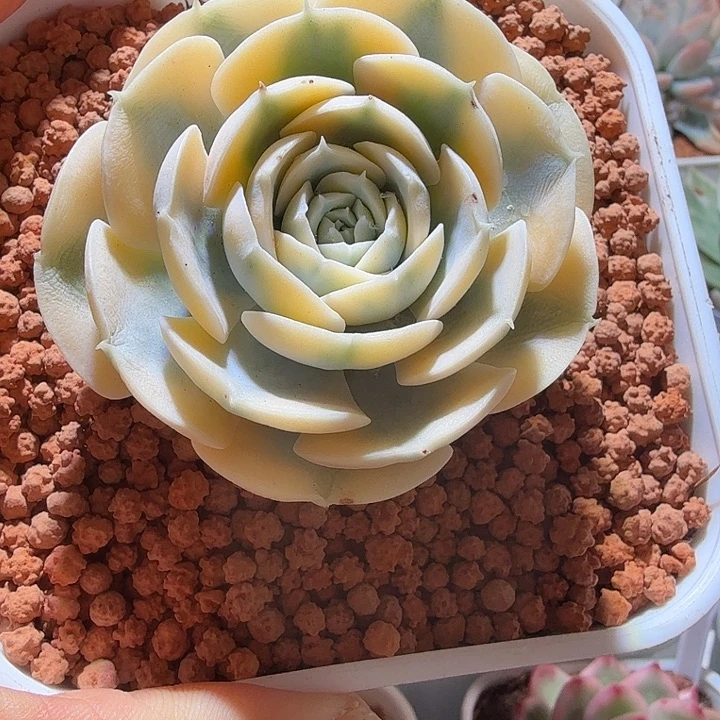 鲁士锦多肉植物有杆子