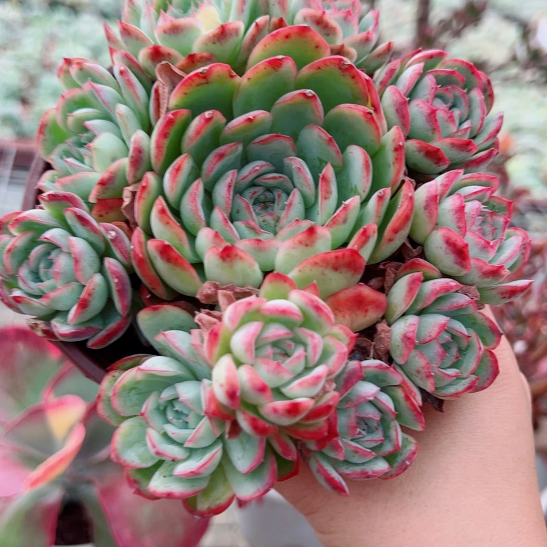草莓冰手捧老桩一盆