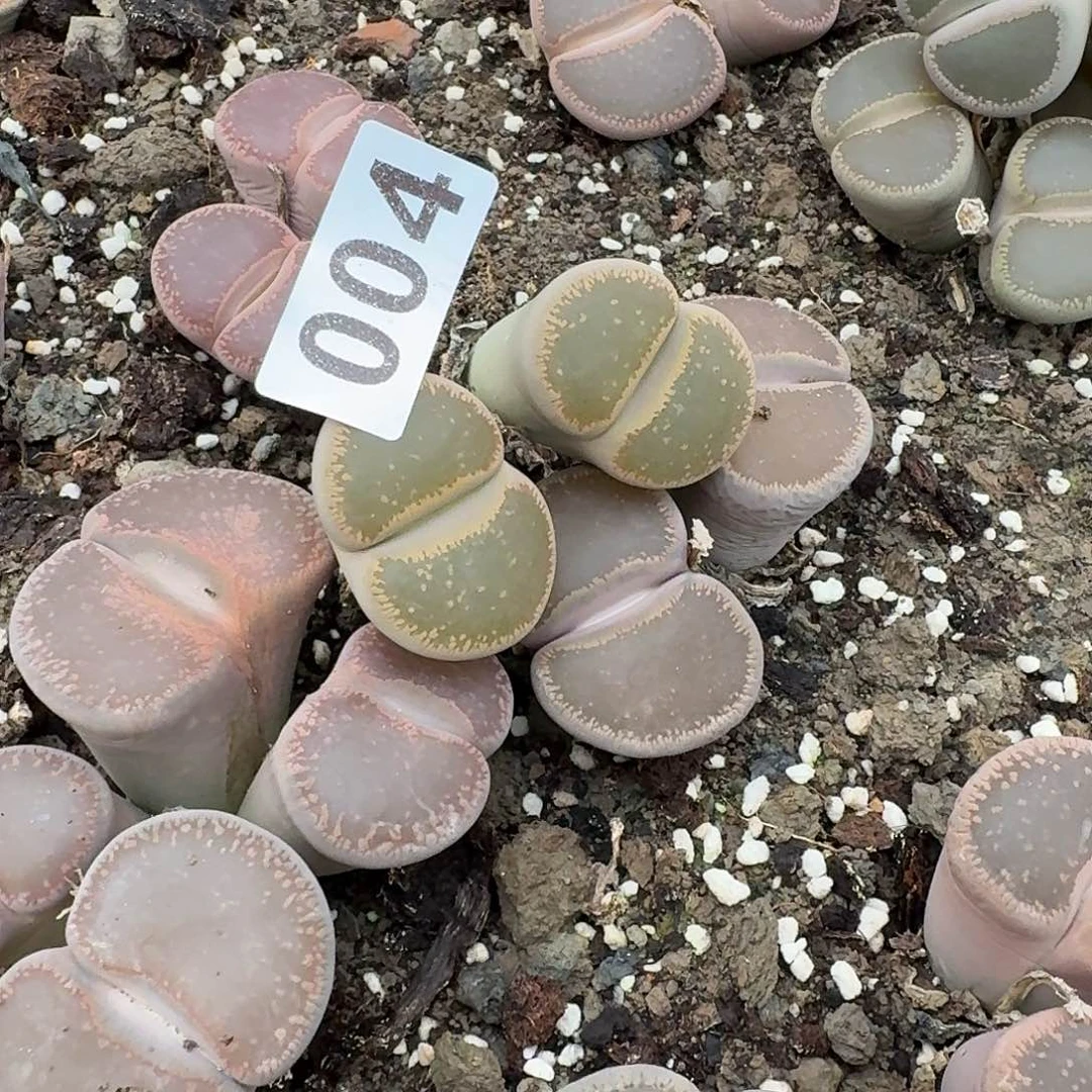 就***紫生石花一物一拍004