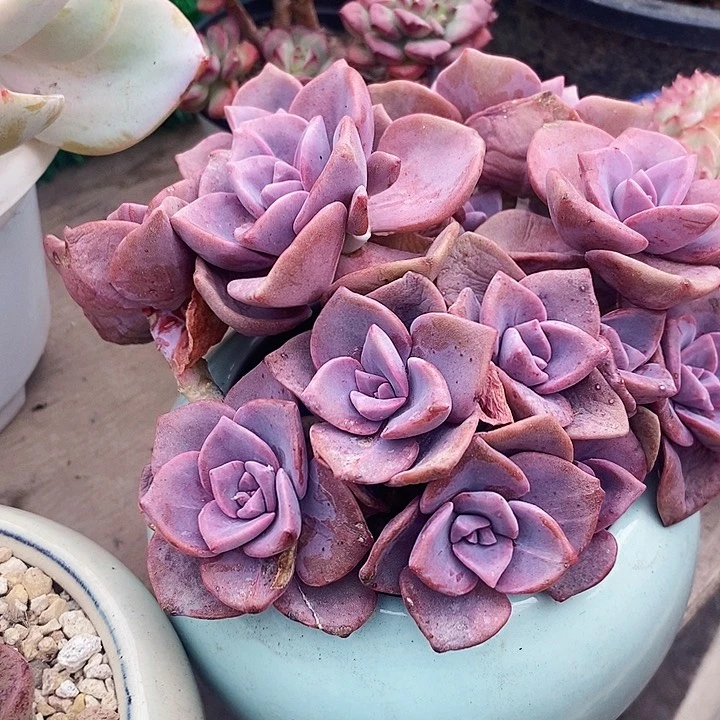 汪*彩虹糖整无砍多肉