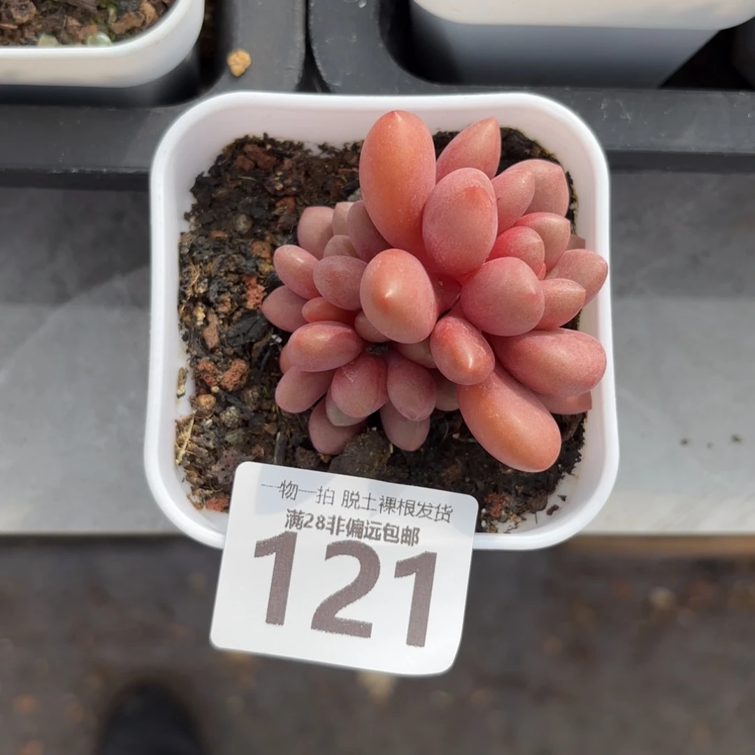 先锋派老桩无盆土发货