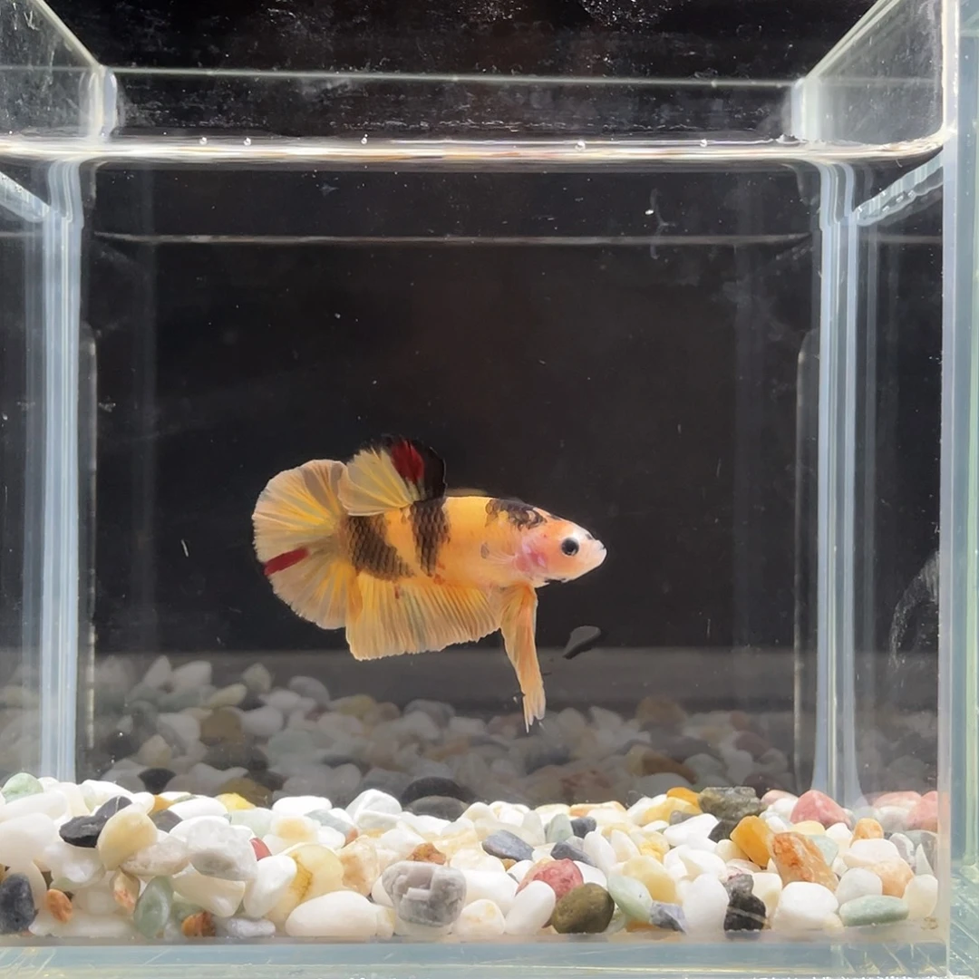 斗鱼星宸9月11日31号