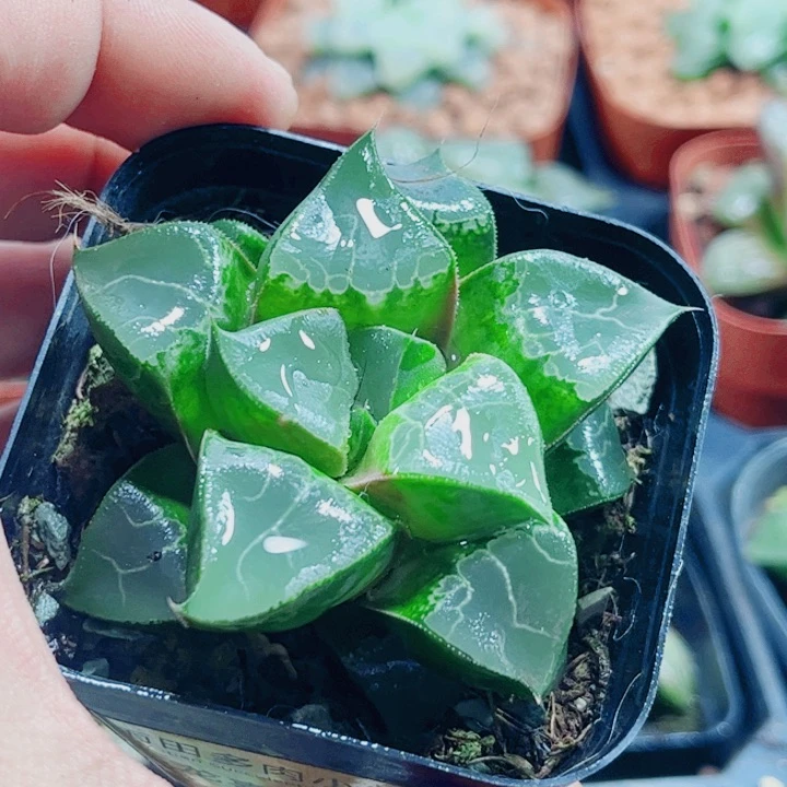 十二卷 龙喜 福利