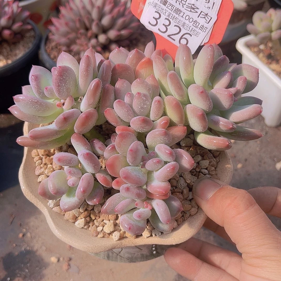 3326三日月美人。