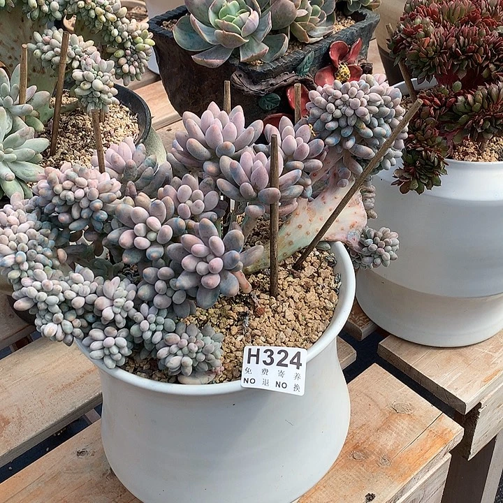 汤圆缀化 非偏远38包邮 节后发
