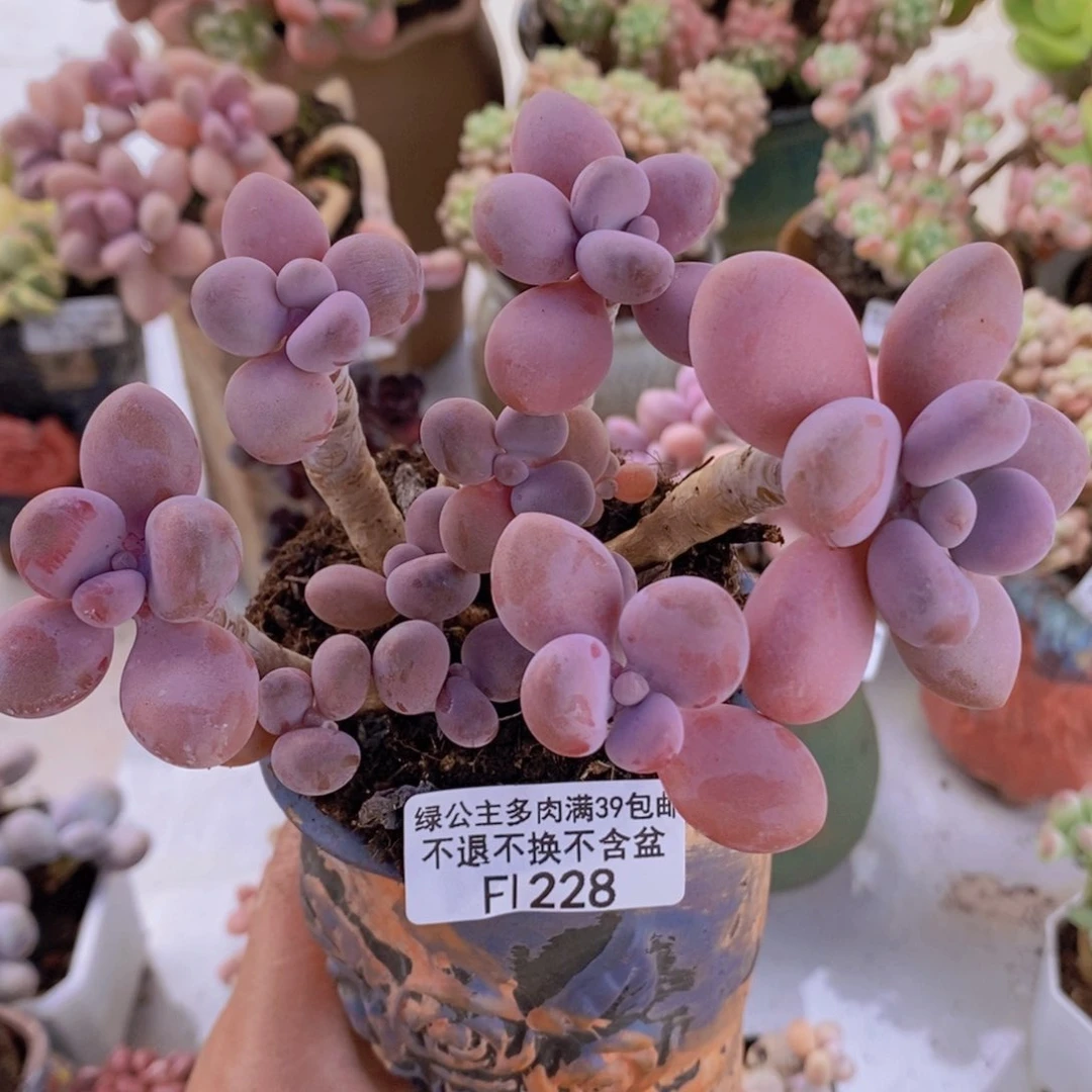 糖果桃蛋老桩11cm228多肉植物