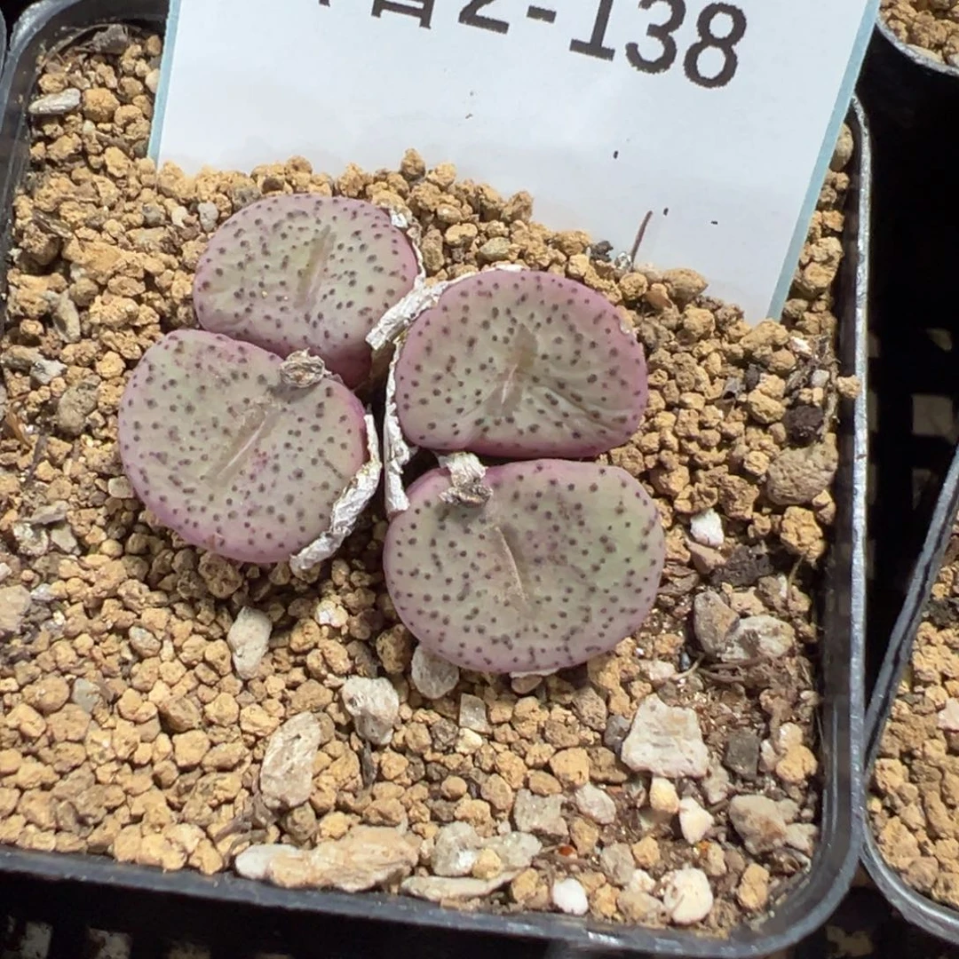 2-138肉锥多肉植物