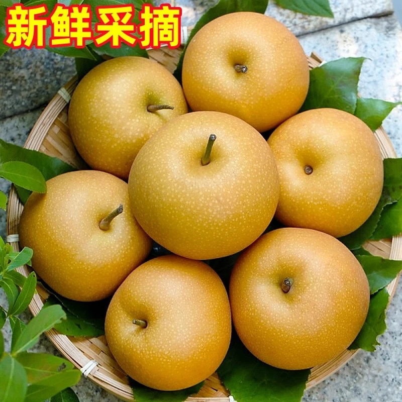 栾莺山东正宗秋月梨脆甜多汁当季薄皮梨子现摘当新鲜妇新鲜水果