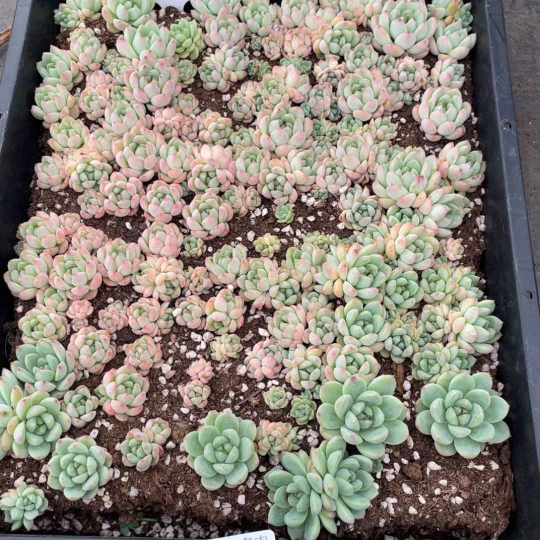 云糖心多肉植物32