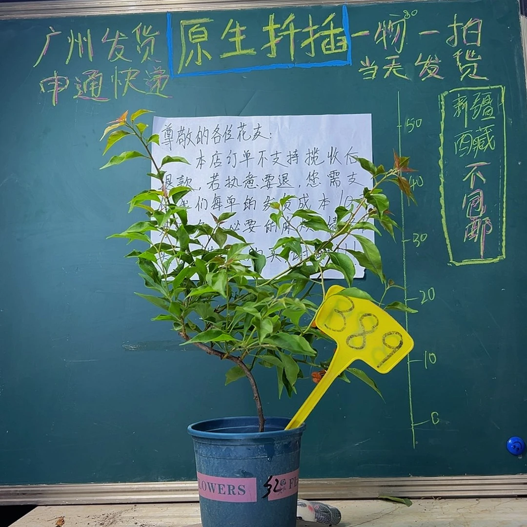 当前无花栽培后可以开花 造型杆 热火桑巴 389
