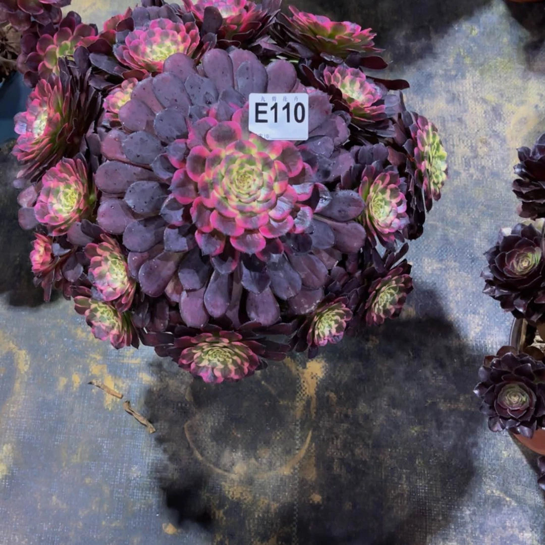 【闪购商品】11000