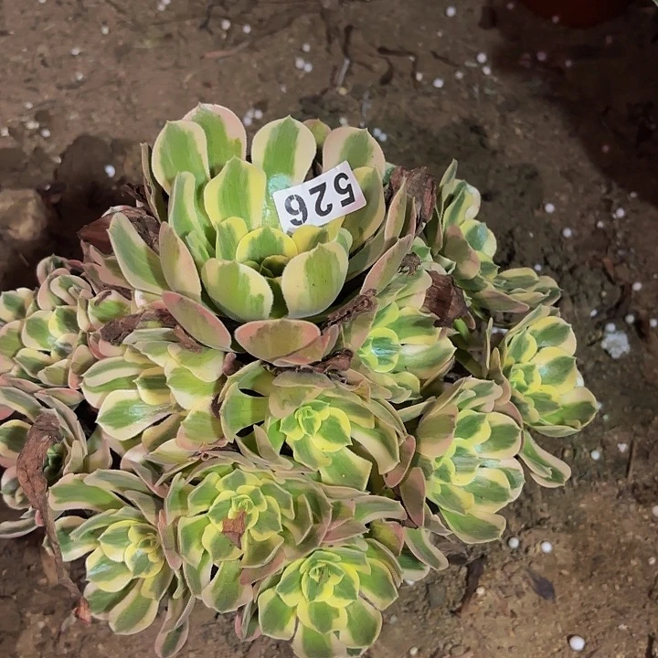 526女妖多肉植物不售后