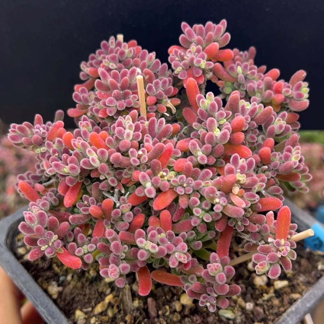 dy5859精控老桩大琉璃冠幅10.5cm