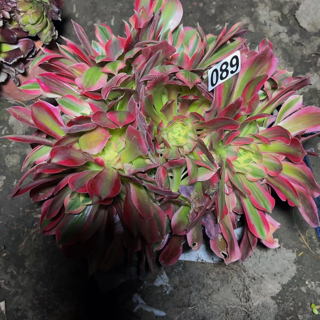 红陶法师法师15/-37包邮法师