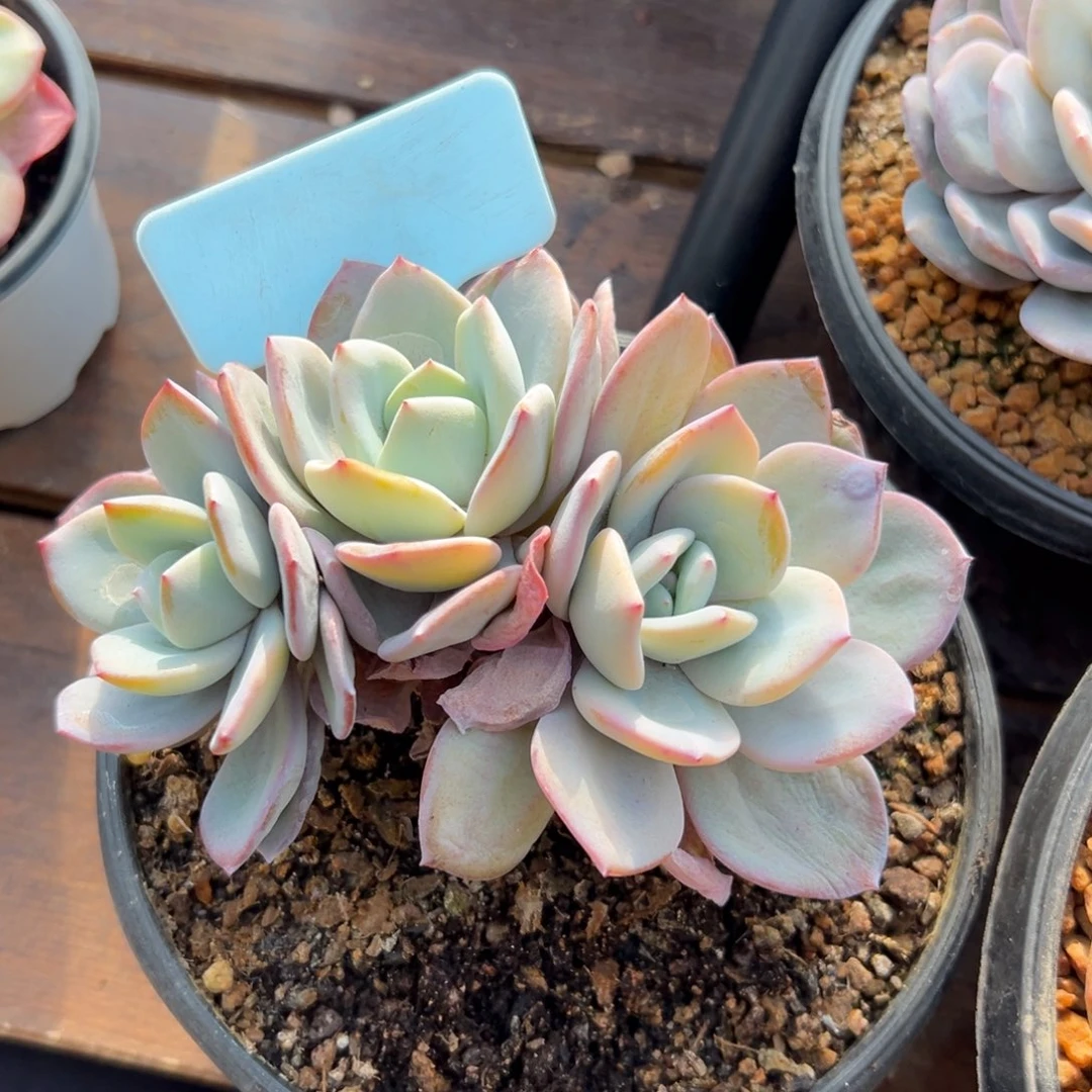 奶茶1111111111111111