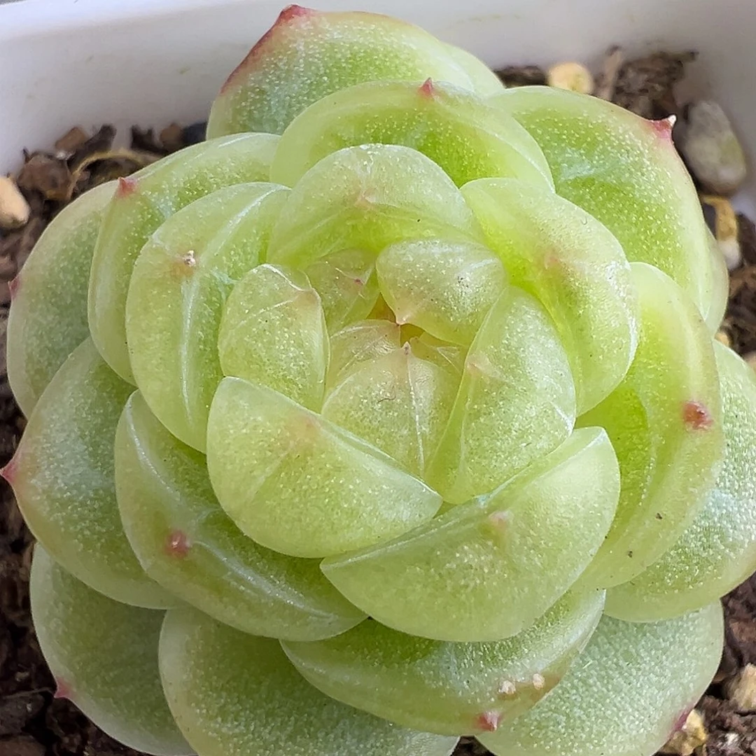 一颗珍妮绝绝子。