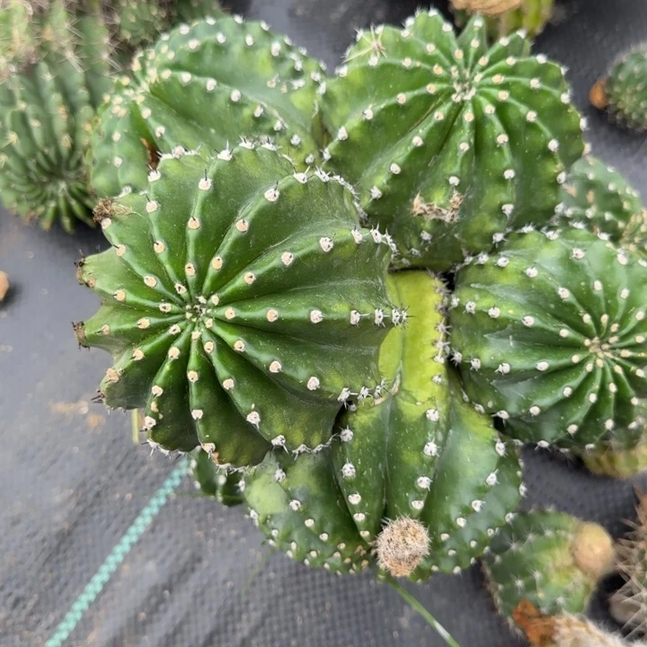彩草仙人球群生一群285