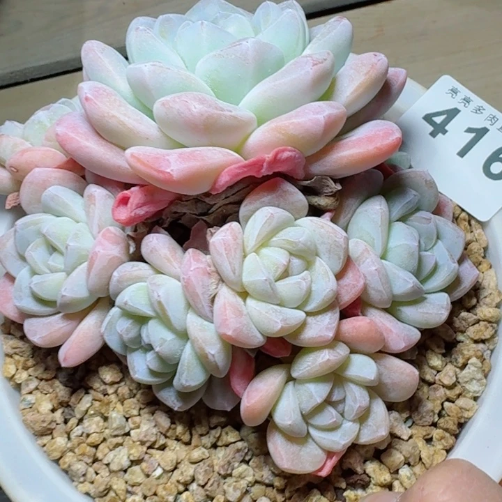 八头冰玉群生         精控精养多肉植物