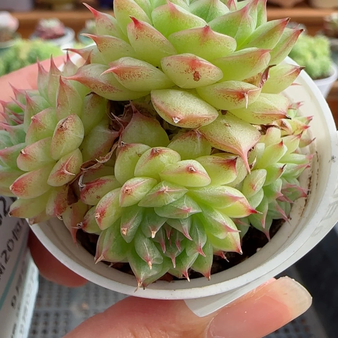 花语逸镜0902-34散海王