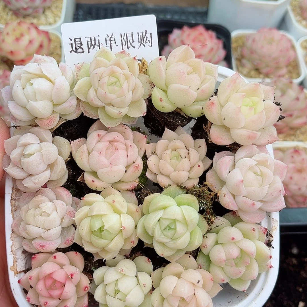 拥**来1-349 新疆西藏内蒙不发12.8包邮2-3公