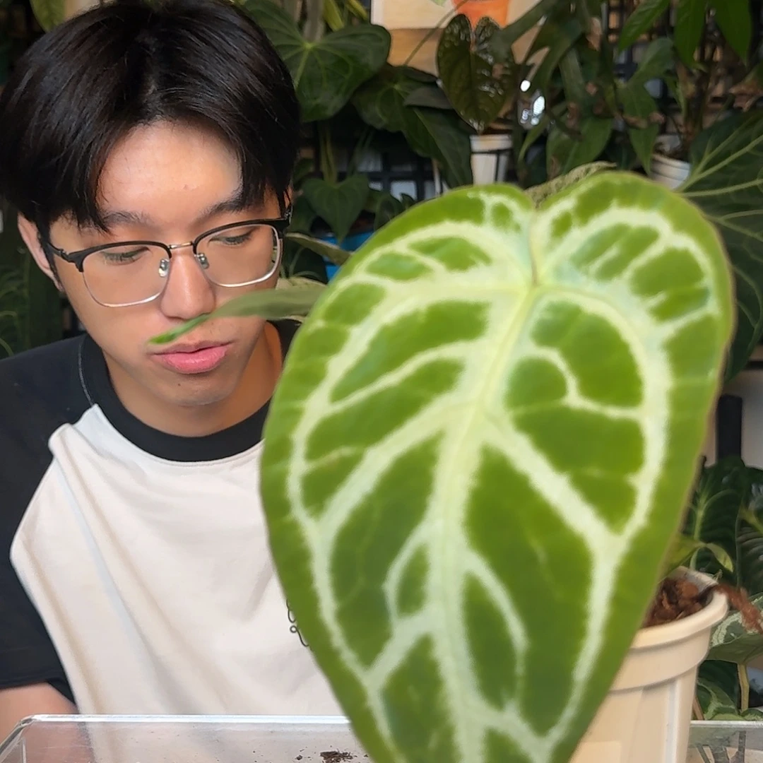 M***e完全开放U88skg杂