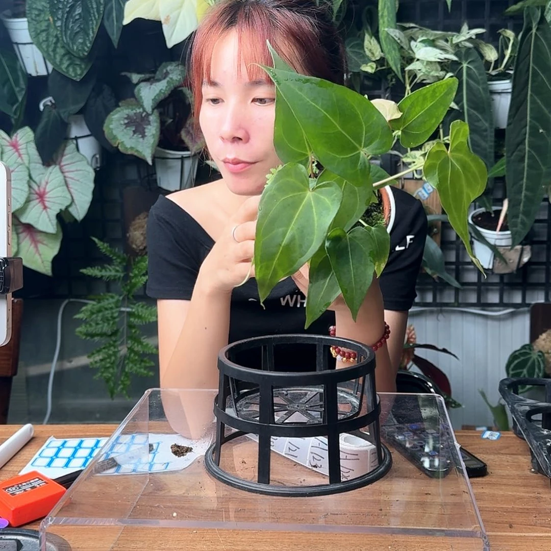 双***木完全开放一物一拍H114