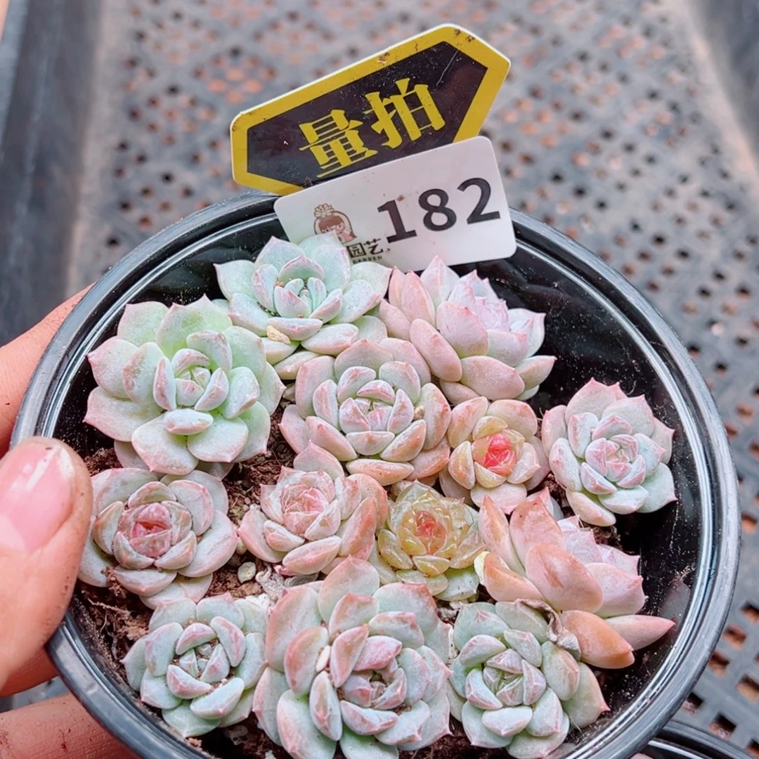 多肉植物多肉植物