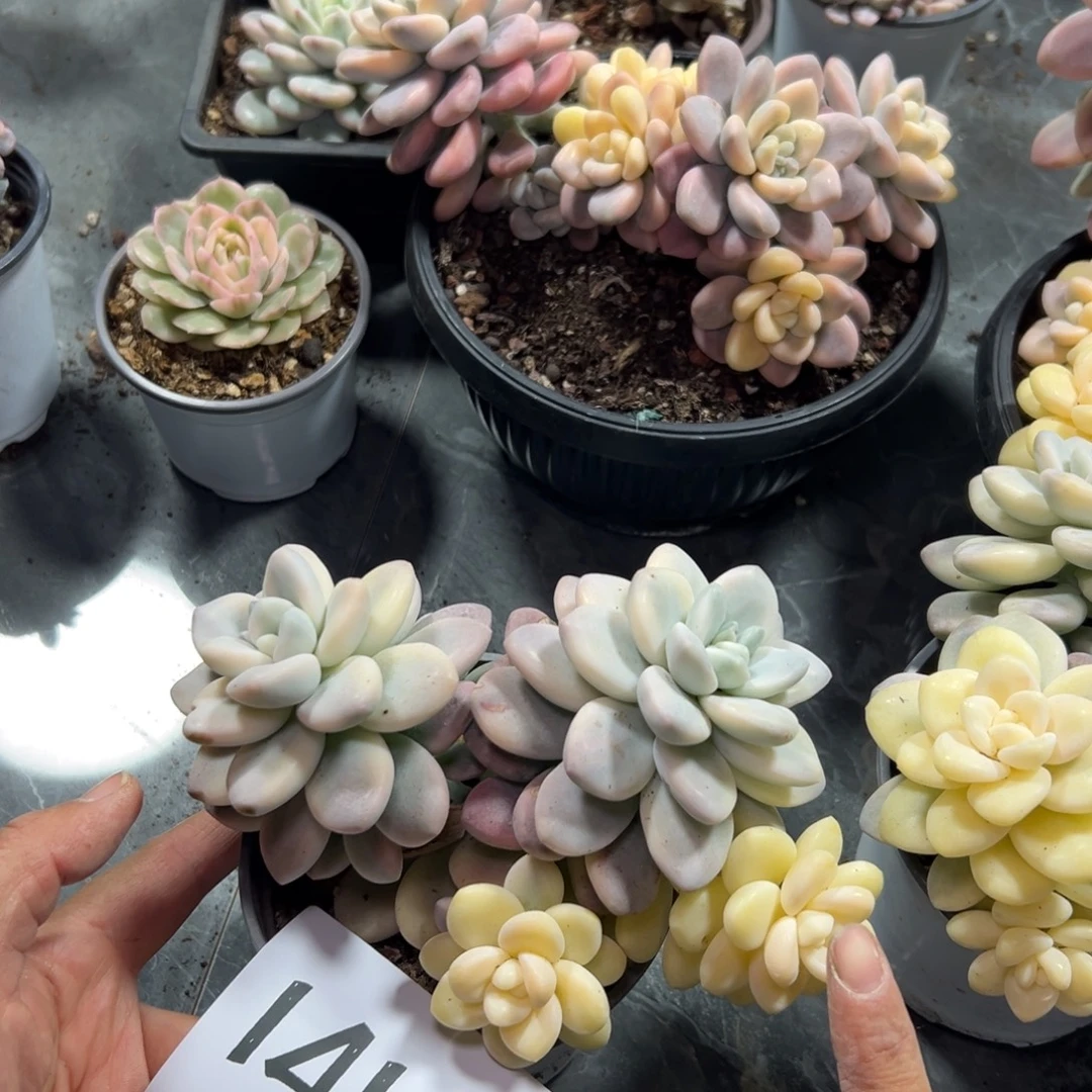 柳***儿141、哈哈这个好像好吃好吃