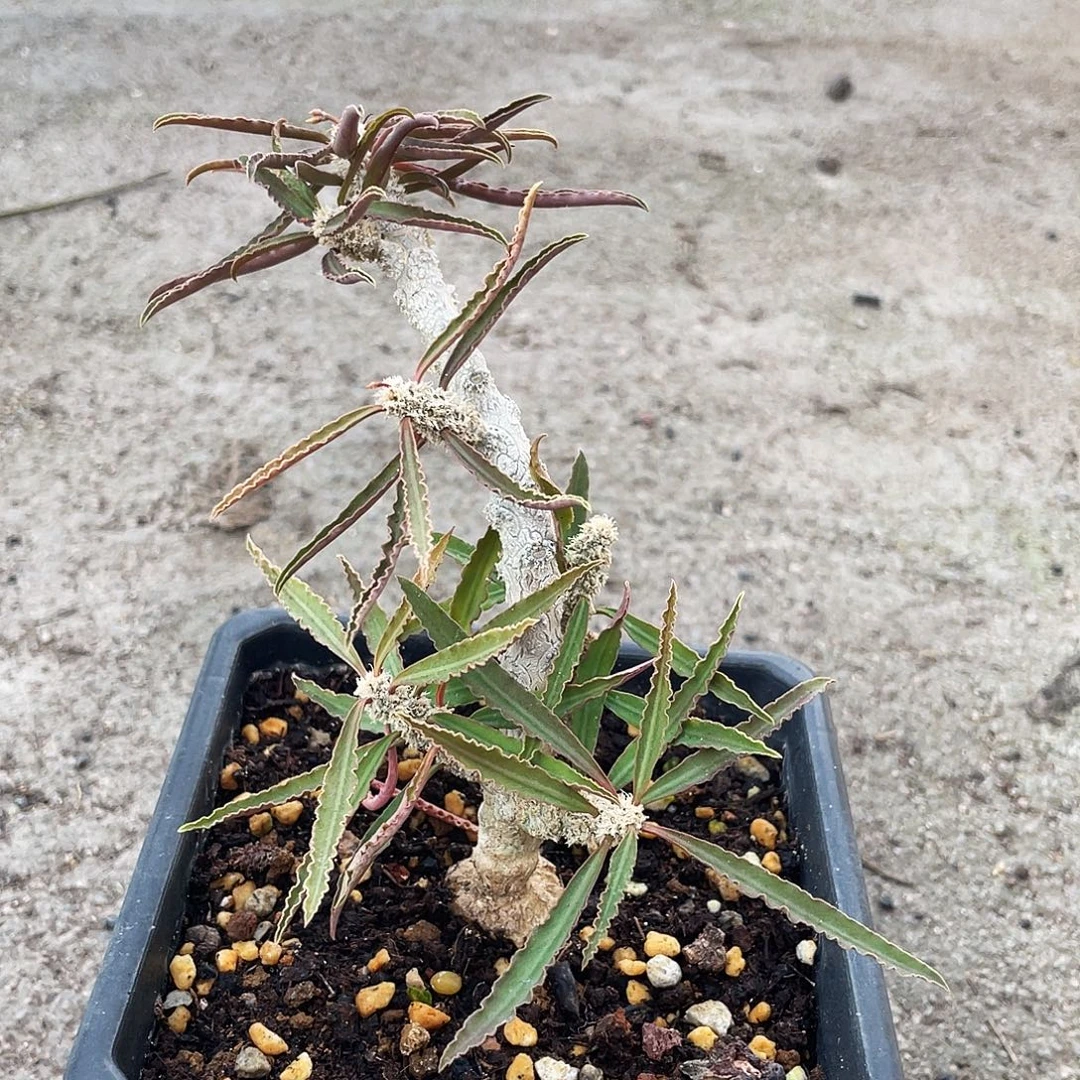 瓦莲大吉6666666666666