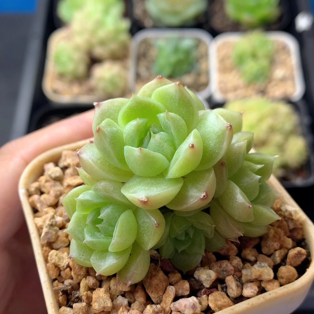 58包邮  群生不包整 3