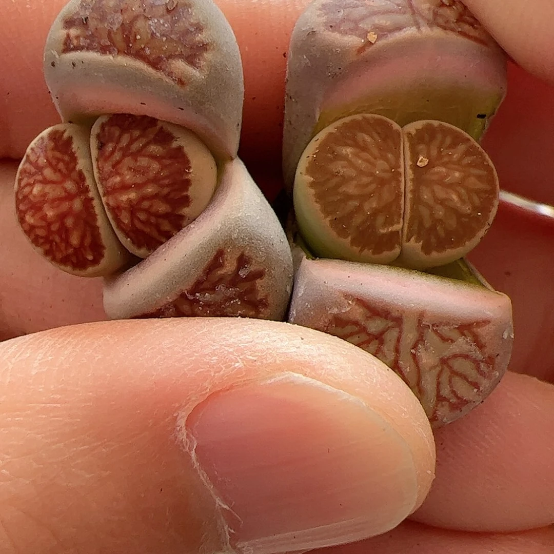 【闪购商品】279 菊