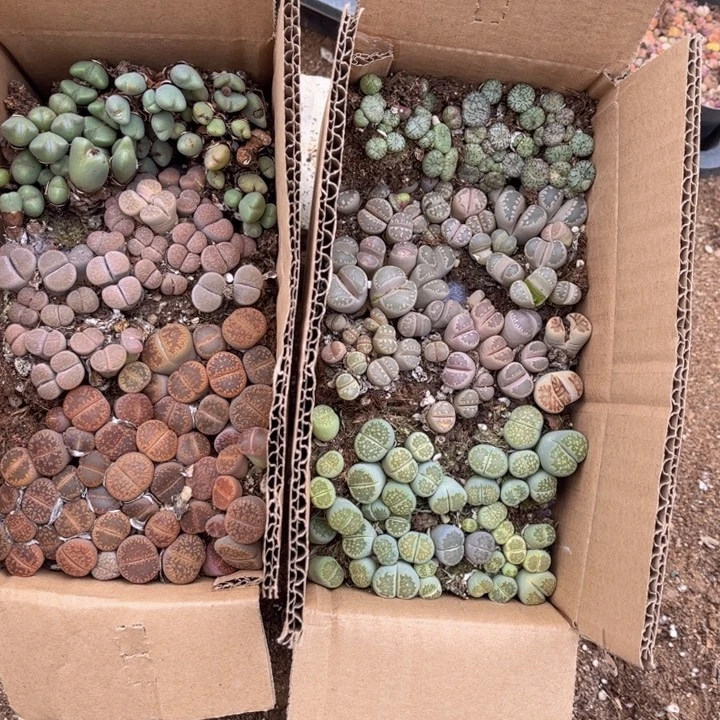 一箱两层8888888888888