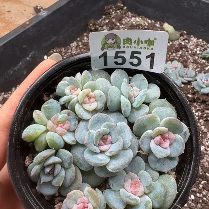 多肉植物多肉植物