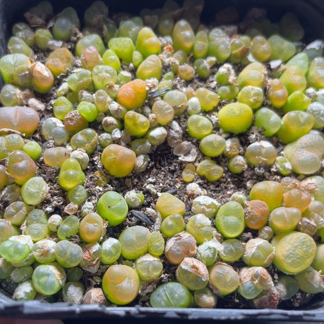 今晚大盆特价更新～33