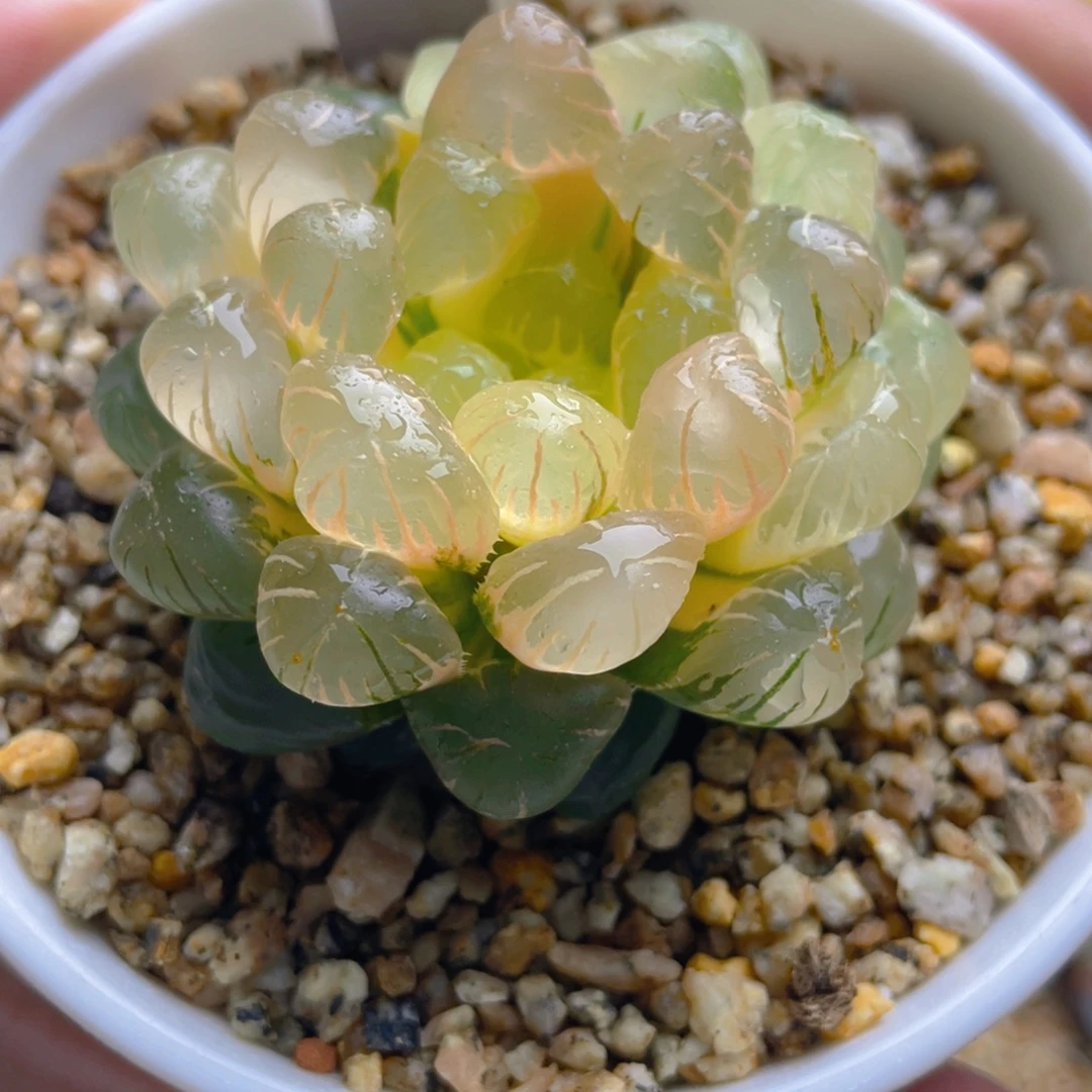 53.十二卷ob1玉露锦。