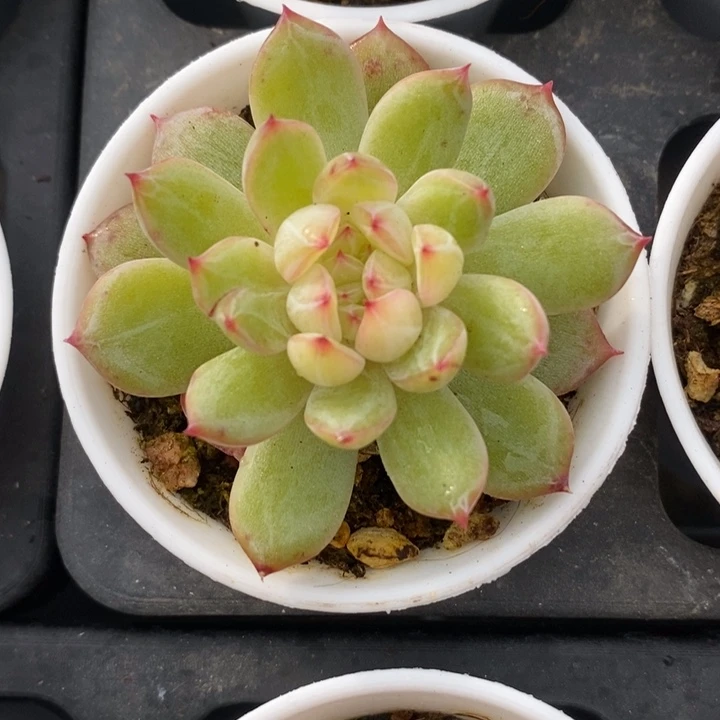 雪花珍妮 多肉 12.15