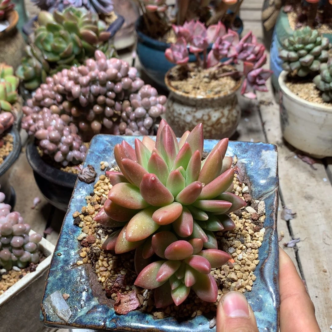 迷雾泡泡多肉植物yejinik