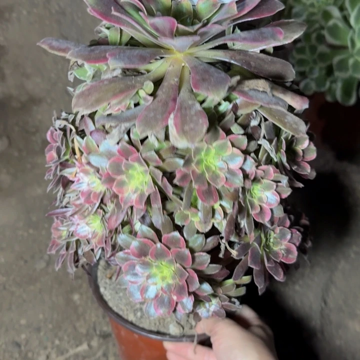 24575蒙娜丽莎多肉植物