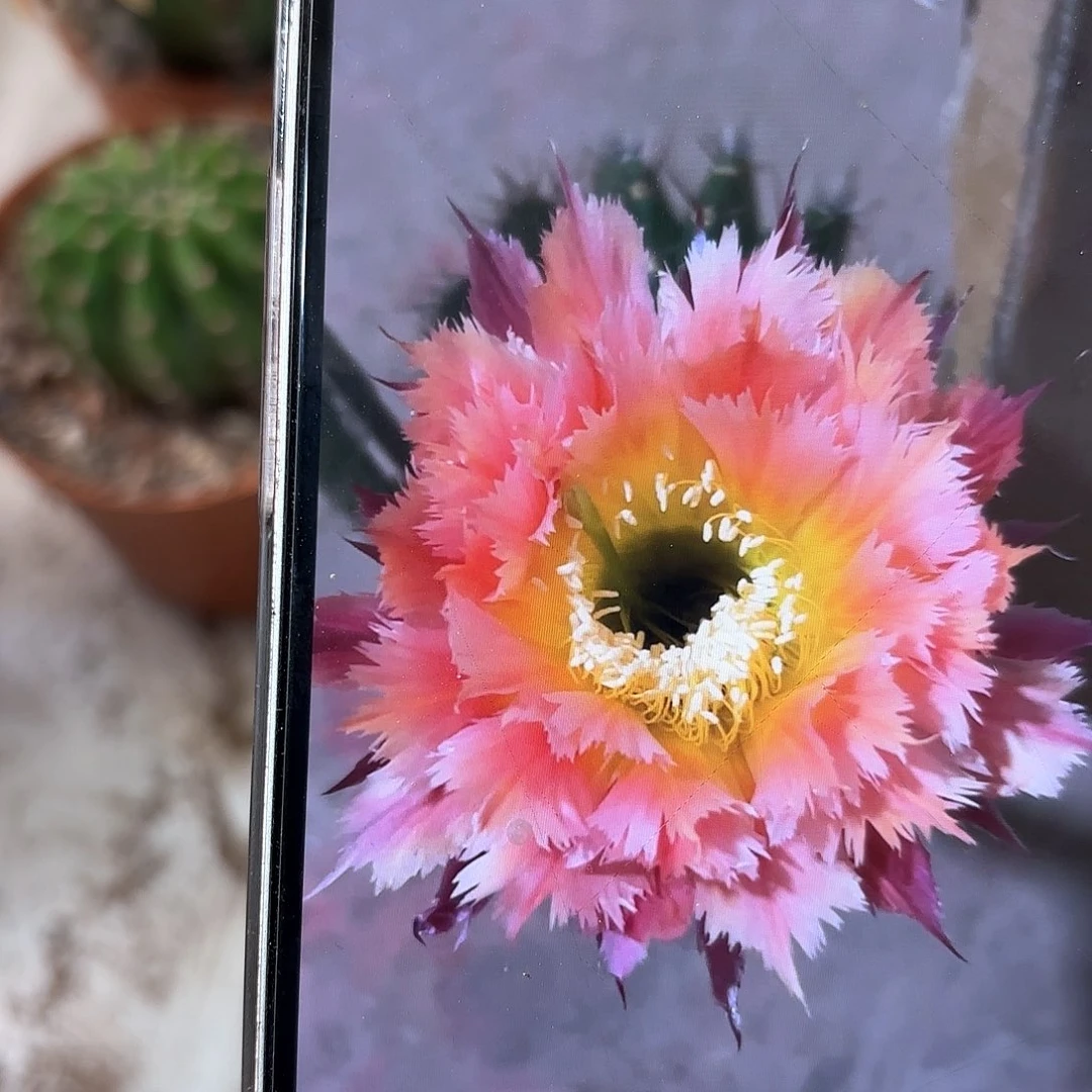 彩草羽毛1号6公分左右