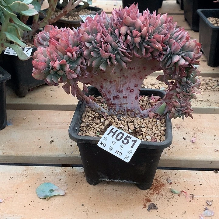 霞光缀化  非偏远38包邮节后发货请联系