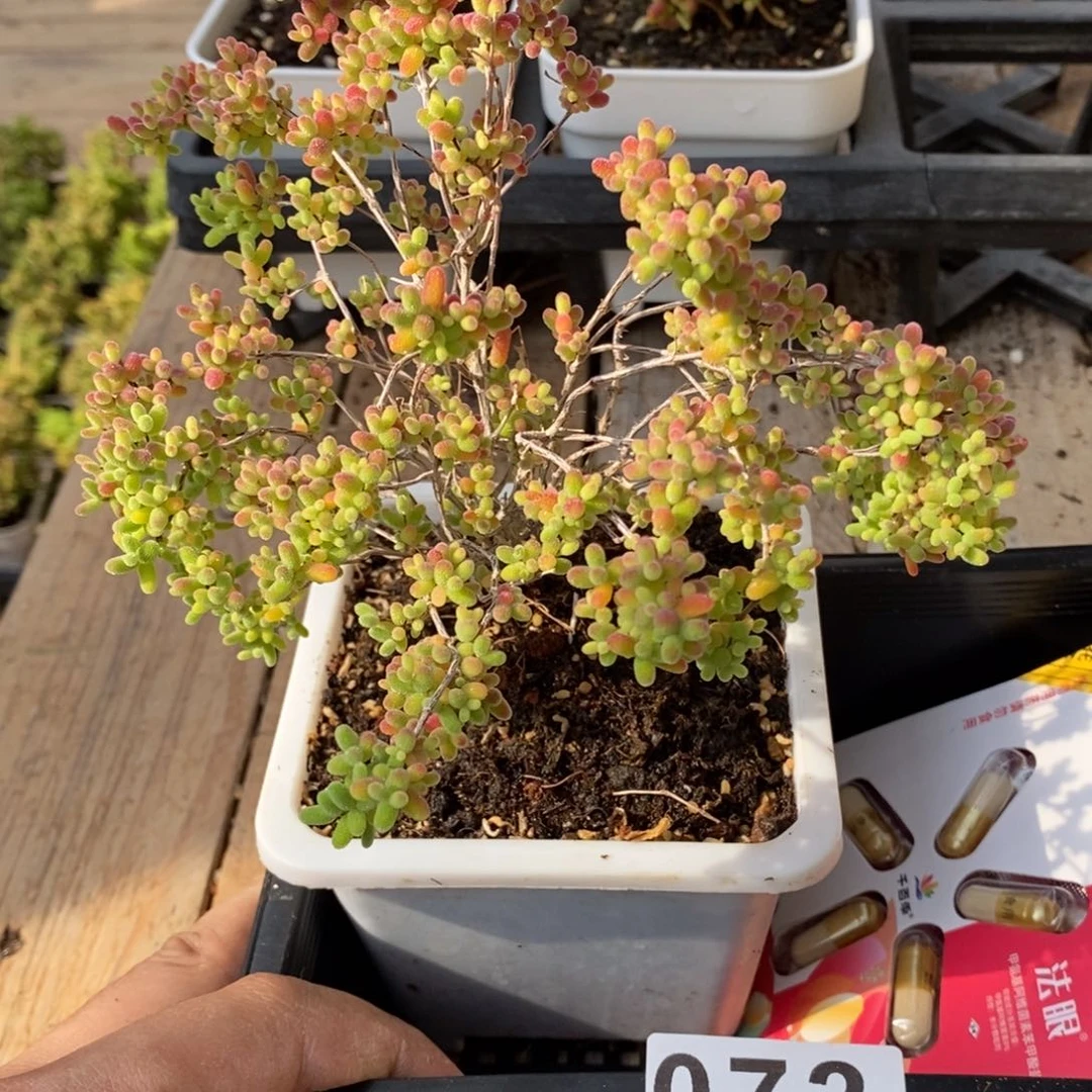 枝干番杏多肉植物072