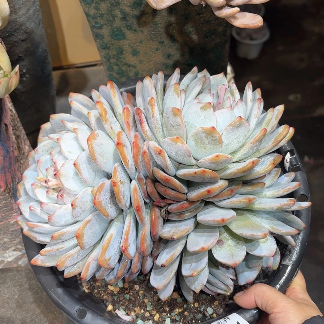 同温层多肉雪天使144