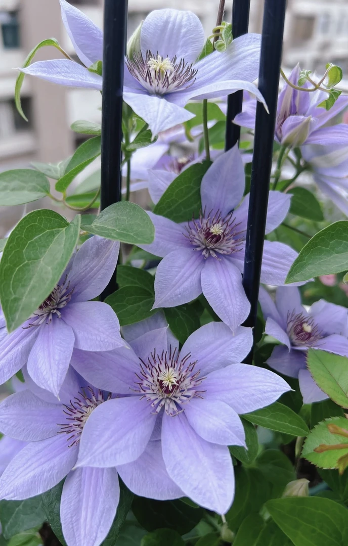 博纳迪恩 大道系列铁线莲大花庭院阳台植物观花盆栽地栽花卉